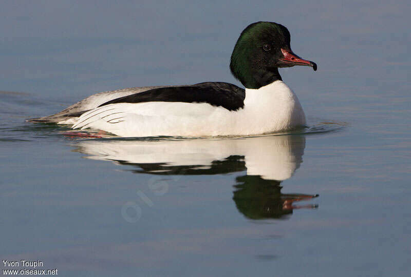 Harle bièvre mâle adulte, identification