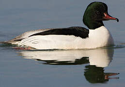 Common Merganser