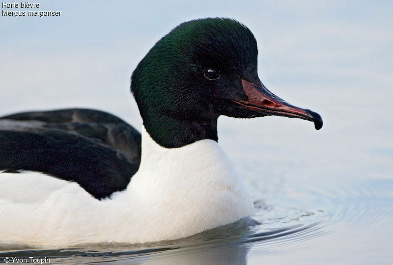 Common Merganser male, identification