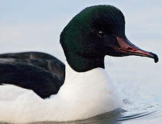 Common Merganser