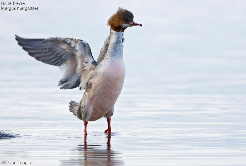 Common Merganser female