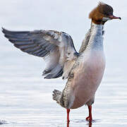 Common Merganser