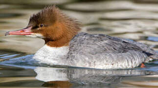 Common Merganser