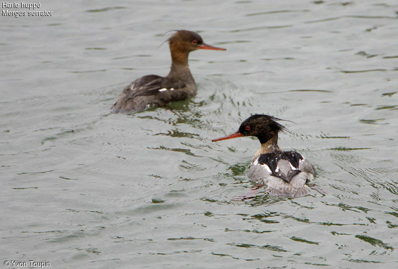 Red-breasted Merganser