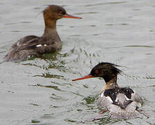 Red-breasted Merganser