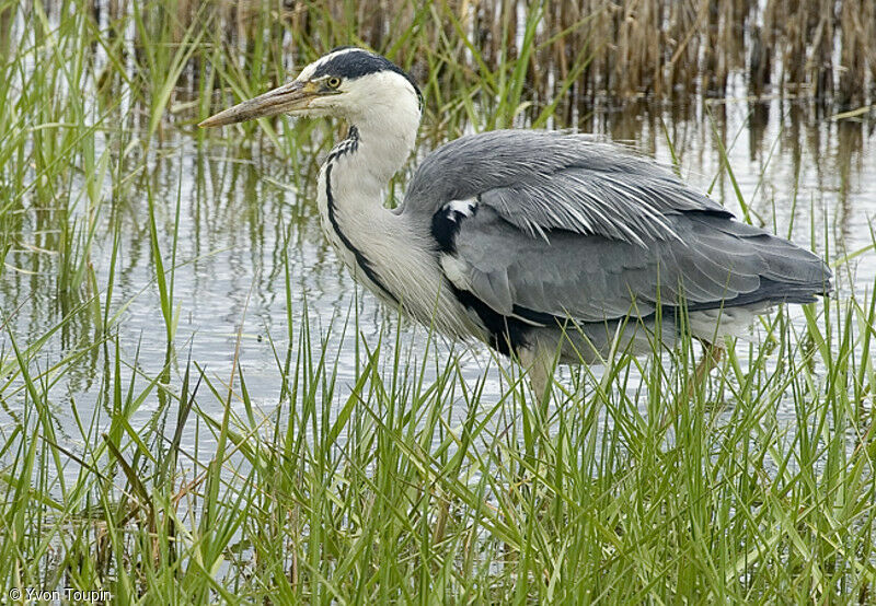 Héron cendré, identification