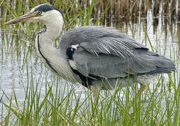 Grey Heron