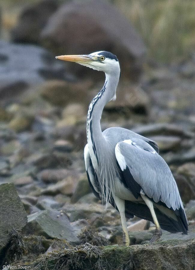 Héron cendré, identification