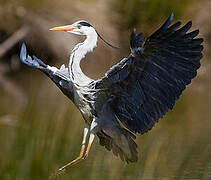 Grey Heron