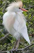 Western Cattle Egret