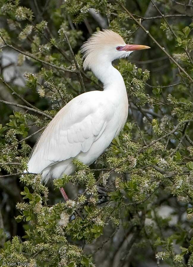 Western Cattle Egret, identification