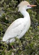 Western Cattle Egret