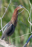 Green Heron