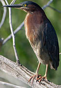 Green Heron