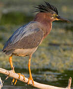 Green Heron