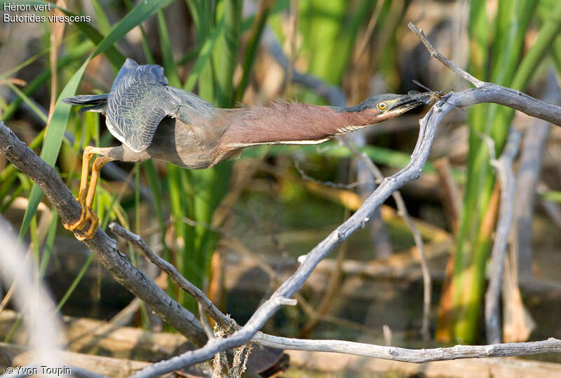 Green Heron, feeding habits