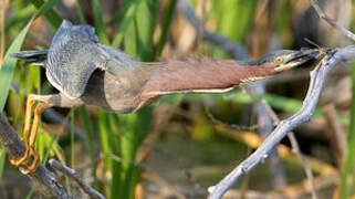 Green Heron