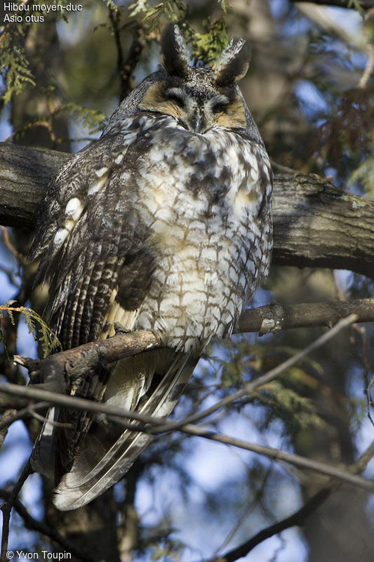 Hibou moyen-duc, identification