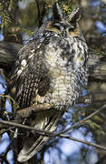 Long-eared Owl