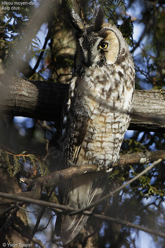 Long-eared Owl, identification