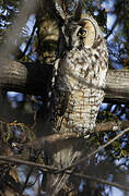 Long-eared Owl