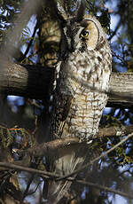 Hibou moyen-duc