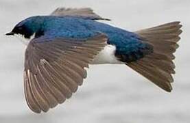 Tree Swallow