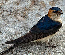 Red-rumped Swallow