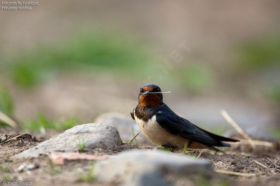 Barn Swallow, identification