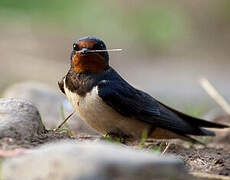 Barn Swallow