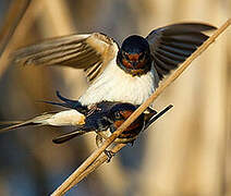 Barn Swallow