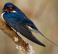 Barn Swallow