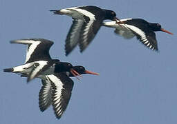 Eurasian Oystercatcher