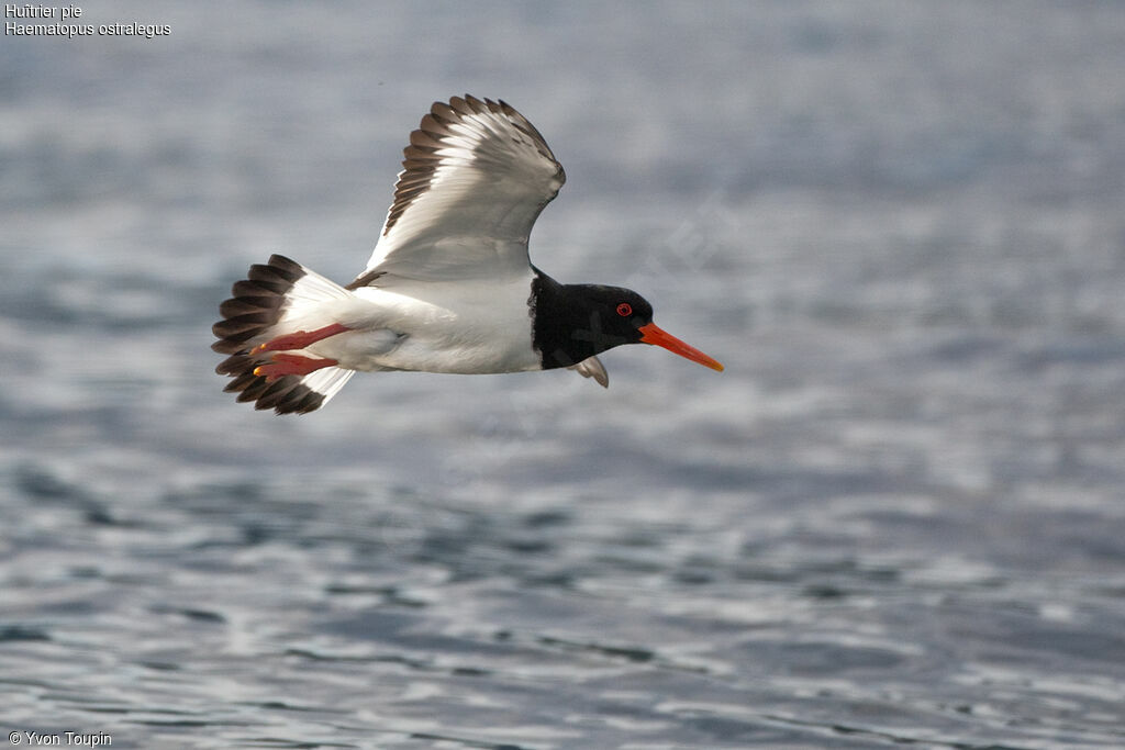 Eurasian Oystercatcher, Flight