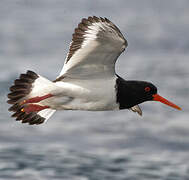 Eurasian Oystercatcher