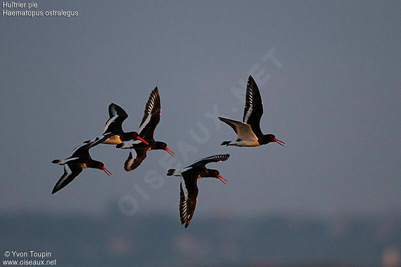 Eurasian Oystercatcher, identification, Flight, Behaviour