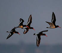 Eurasian Oystercatcher