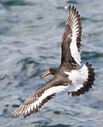 Eurasian Oystercatcher