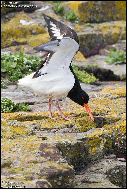 Huîtrier pieadulte, identification