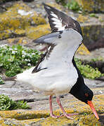 Eurasian Oystercatcher