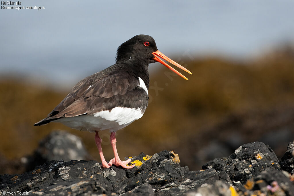 Eurasian Oystercatcher, song