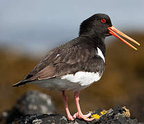 Eurasian Oystercatcher