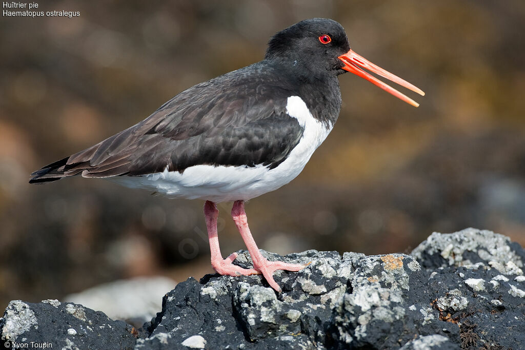 Eurasian Oystercatcher, song