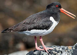 Eurasian Oystercatcher