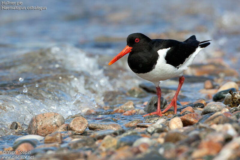 Eurasian Oystercatcher, identification