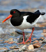 Eurasian Oystercatcher