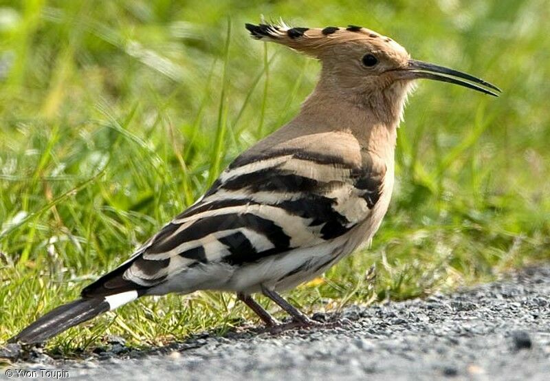 Huppe fasciée, identification