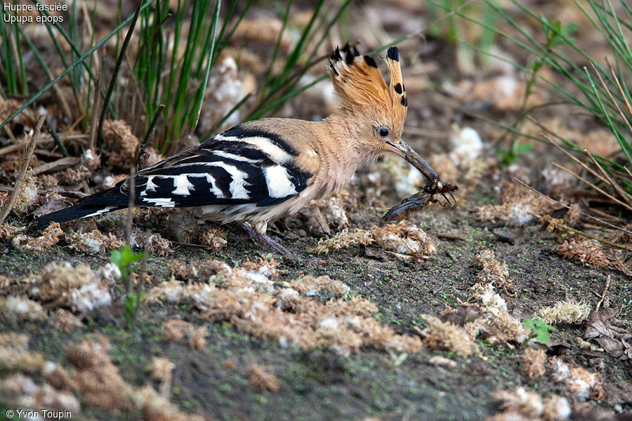 Eurasian Hoopoe, identification