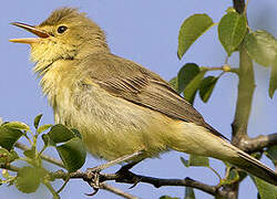 Melodious Warbler