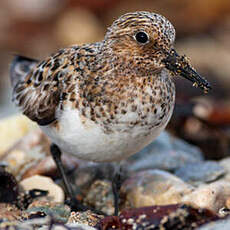 Bécasseau sanderling